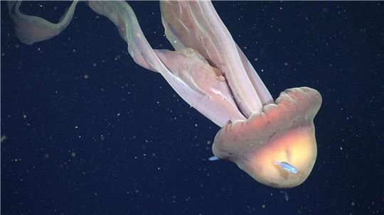 Die Tentakel der Qualle können bis zu zehn Meter lang werden. 