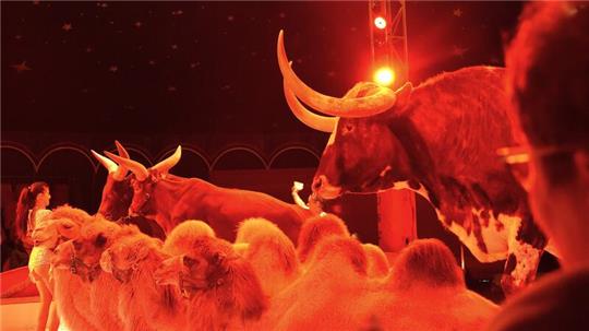 Die Tierdressur ist ein besonderer Glanzpunkt beim Circus Busch.