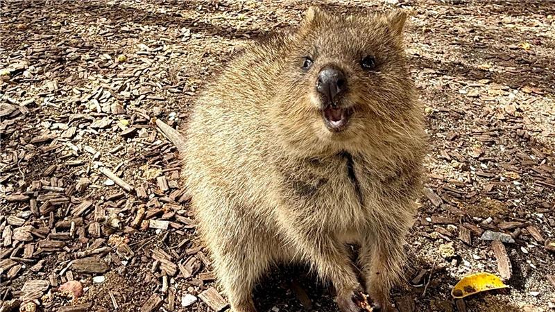 Die Tiere aus der Familie der Kängurus hüpfen auf Rottnest Island überall herum.