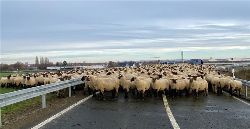 Die Tiere konnten wohlbehalten auf ihre Weide zurückgeführt werden. Foto: Polizeidirektion Braunschweig