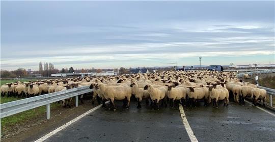 Die Tiere konnten wohlbehalten auf ihre Weide zurückgeführt werden. Foto: Polizeidirektion Braunschweig