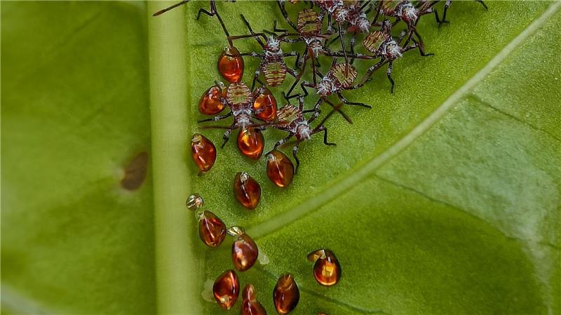 Die Tiere sammeln sich gemeinsam auf der Unterseite des Blattes, wo sie Schutz finden und ungestörter wachsen können.