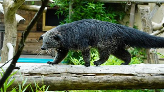 Die Tiere sehen aus wie eine Mischung aus Bär und Katze.