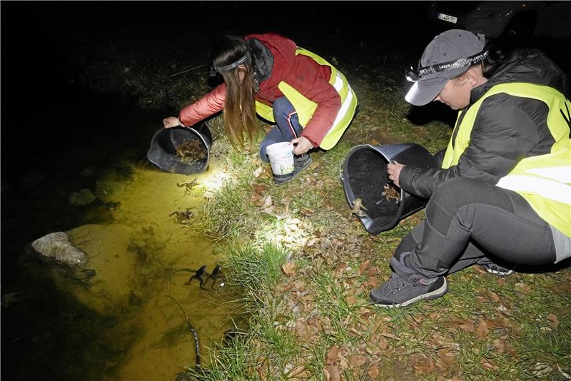 Harzburg erlebt eine Invasion liebestoller Kröten Die Tiere werden aufgesammelt und eimerweise in den Tümpel gekippt. Foto: Schlegel