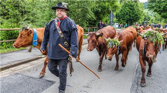 Die Tiere ziehen alljährlich beim Viehaustrieb festlich geschmückt ins Sommerquartier.