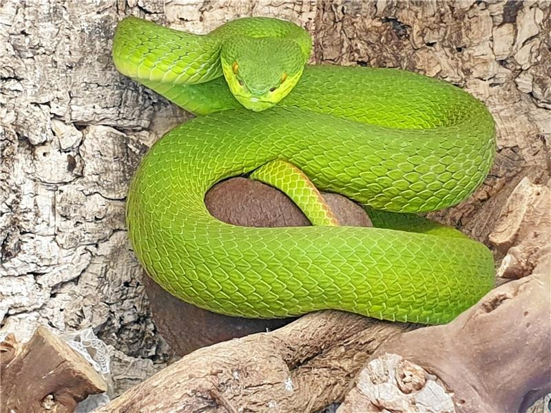 Die Tierpfleger der Schlangenfarm kümmern sich dort um etwa 20 Bambusottern. Foto: Keudel