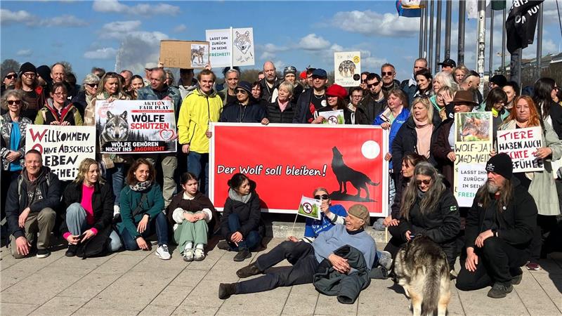 Die Tierschützer fordern von der Hamburger Umweltbehörde, den eingefangenen Wolf wieder freizulassen.