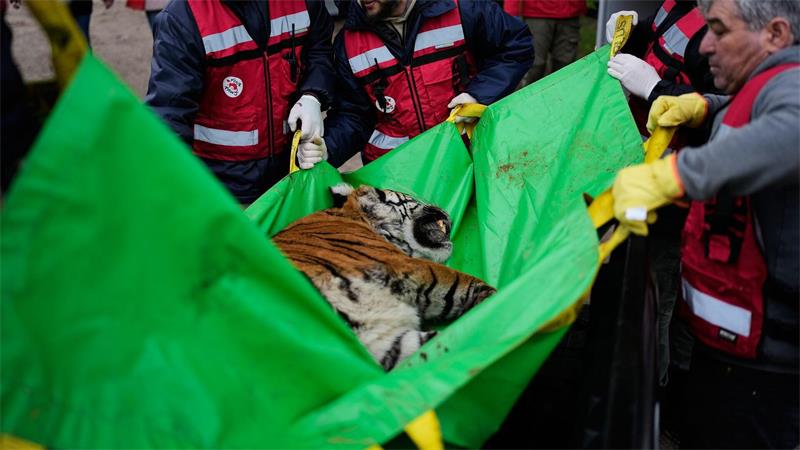 Die Tierschutzorganisation Vier Pfoten leitet die Rettungsaktion.
