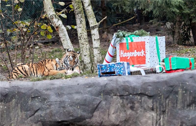 Leckere Nikolaus-Geschenke für Tigerkinder Die Tigerkinder Rida und Daria fallen über ihre verfrühten Nikolaus-Geschenke her.