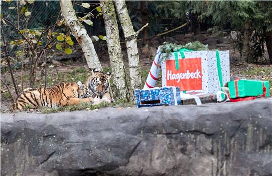 Die Tigerkinder Rida und Daria fallen über ihre verfrühten Nikolaus-Geschenke her.