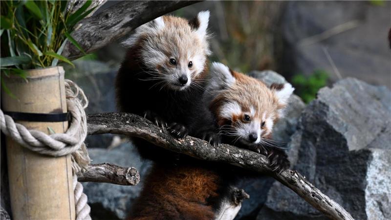 Die Todesursache von Magnus war zunächst unklar. (Archivbild)