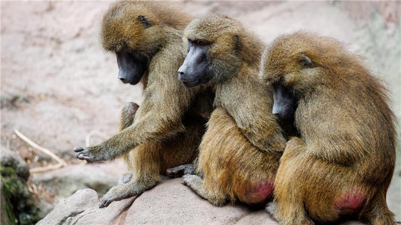 Die Tötung einiger Paviane im Tiergarten Nürnberg sorgte für viel Aufsehen.