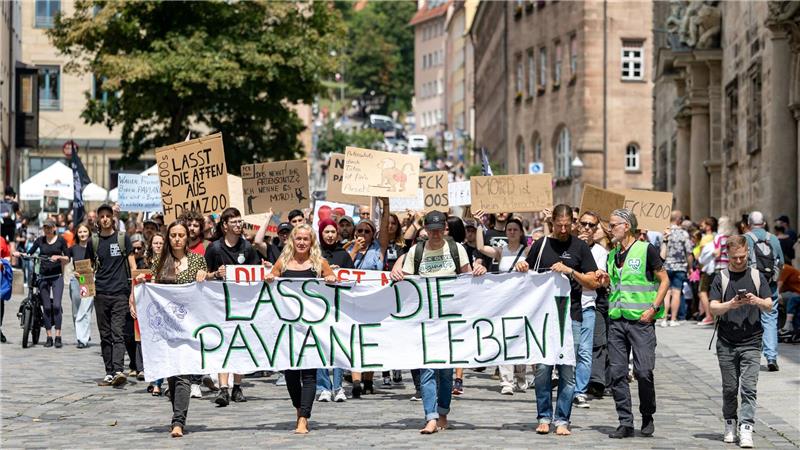 Zoo Leipzig schläfert drei Tigerbabys ein Die Tötung von Pavianen in Nürnberg hat scharfe Proteste hervorgerufen. (Archivbild)