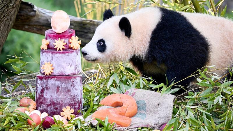 Berliner Panda-Zwillinge feiern 2. Geburtstag Die Torte steckt gefrorener Saft aus Karotten und Rote Beete.