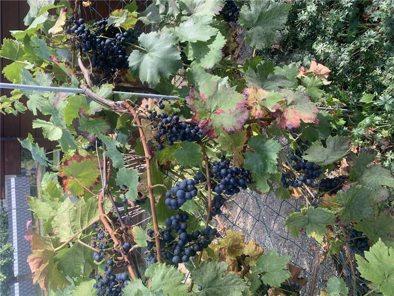 Wie Frank Schulenberg vom Genießer zum Hobbywinzer wurde Weinreben mit mehreren Trauben dunkler Weintrauben an einem Spalier