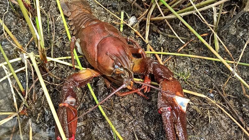 Seltene Krebse tummeln sich in den Oberharzer Teichen Die Überreste des Krebses liegen am Ufer des Unteren Eschenbacher Teiches.