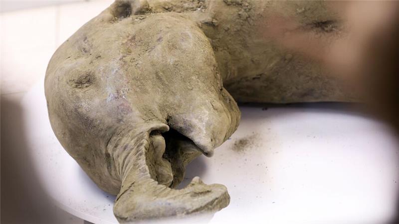 Die Überreste eines Mammut-Babys wurde durch das Schmelzen des Permafrostbodens im russischen Sibirien freigelegt. 