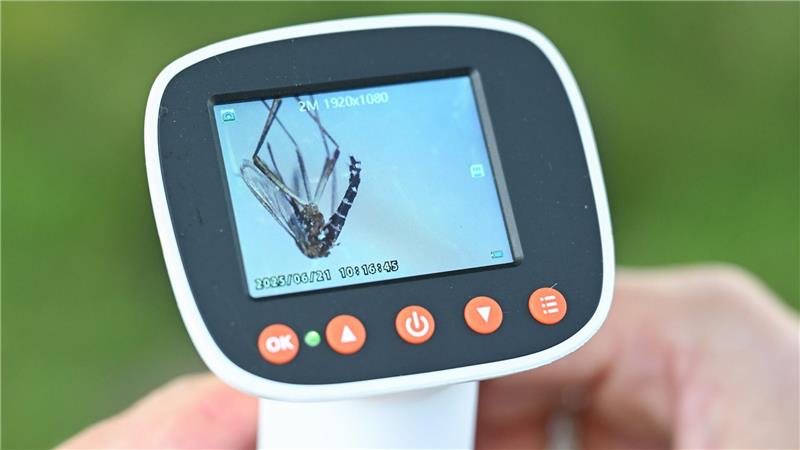 Die Überwachung der Asiatischen Tigermücke wird im Norden ausgeweitet. 