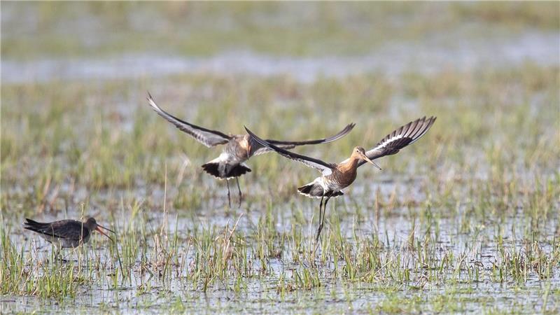 Die Uferschnepfen kommen derzeit aus ihren Überwinterungsgebieten zurück nach Niedersachsen. (Archivbild)
