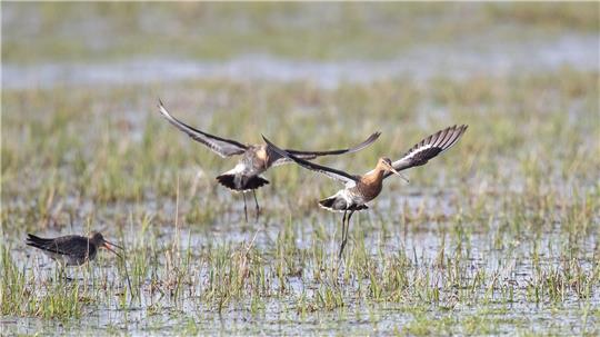 Die Uferschnepfen kommen derzeit aus ihren Überwinterungsgebieten zurück nach Niedersachsen. (Archivbild)