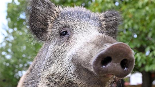 Das Bild zeigt den Kopf von einem Wildschwein.