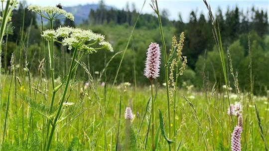 Eine blühende Bergwiese bei Braunlage. 