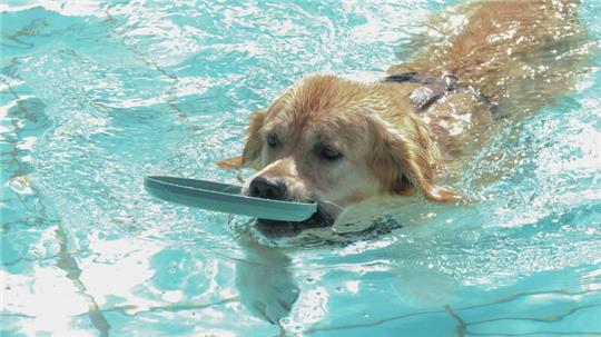 Die Vierbeiner baden im Wasser des Spiegelbads.