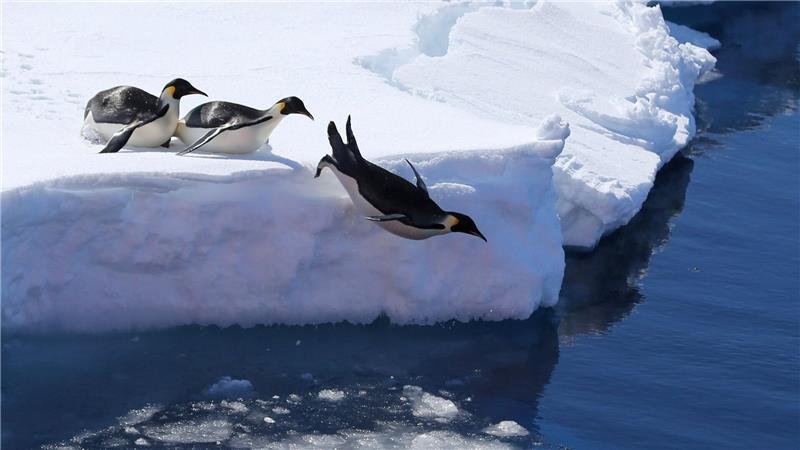 Forscher: Vogelgrippe breitet sich wohl in der Antarktis aus Die Vogelgrippe bedroht nach Einschätzung von Forschern auch Pinguine. (Archivbild)