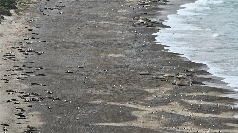 Vogelgrippe breitete sich unter See-Elefanten aus Die Vogelgrippe sorgte an zahlreichen Stränden in Südamerika für jede Menge tote Meeressäuger.