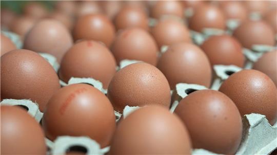 Die Vogelgrippe trifft viele Geflügelbestände. Die Eierpreise im Handel sollen vor Ostern dennoch stabil bleiben. (Symbolbild)