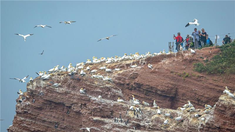 Die Vogelwelt auf Helgoland ist ein Touristen-Magnet. (Archivbild)