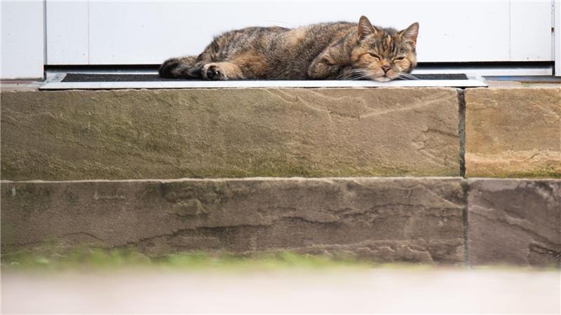 Katzen sind Linksschläfer – aus gutem Grund Die Vorliebe fürs Schlummern auf der linken Seite ist eine evolutionär entstandene Überlebensstrategie, vermuten Forschende. (Archivbild)