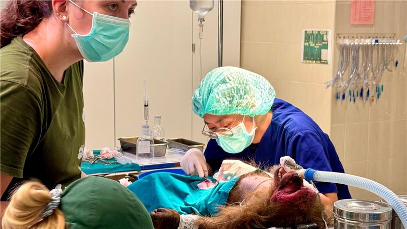 Die WFFT-Veterinärin Dr. Kwan bei ihrer täglichen Arbeit - hier operiert sie einen Bärenmakak.