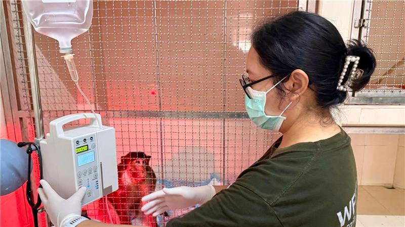 Die WFFT-Veterinärin Dr. Kwan checkt die Vitalwerte eines verletzten Affen - das gehört zu ihrer täglichen Arbeit.