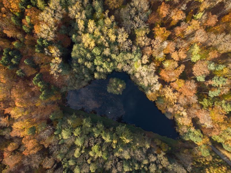 Die Wälder in Deutschland leiden unter dem Klimawandel. Foto: Boris Roessler/dpa