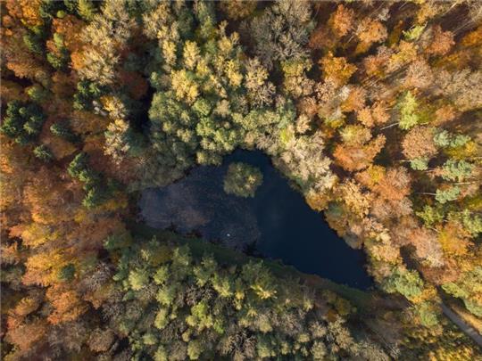 Die Wälder in Deutschland leiden unter dem Klimawandel. Foto: Boris Roessler/dpa