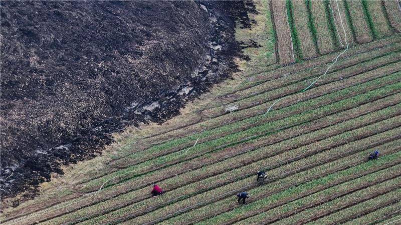 Die Waldbrände gelten als die mit Abstand schlimmsten in der Geschichte Südkoreas.