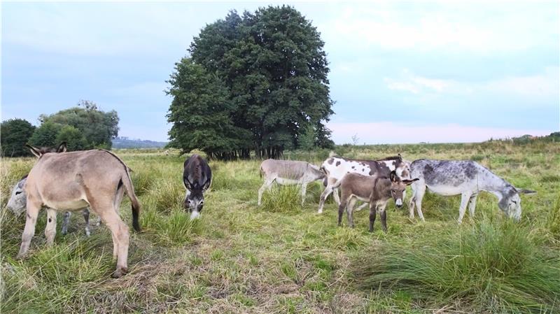 Esel aus Lutter suchen neue Futterwiesen Die Weidefläche bei Lutter ist schon weitgehend abgefressen. Foto: Biener