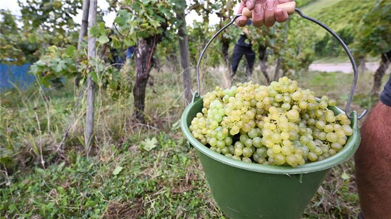 Die Weinernte 2024 fällt voraussichtlich fast fünf Prozent geringer aus als im Vorjahr. (Archivbild)