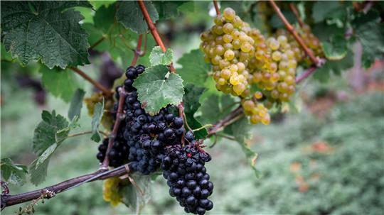 Die Weinernte fällt geringer aus als zu Beginn erwartet. (Archivbild)