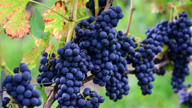 Weinlese im Norden: Solaris statt Riesling Die Weinlese beginnt im Norden.
