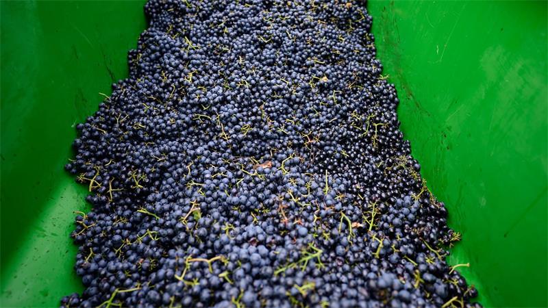 Weinlese im Norden: Solaris statt Riesling Die Weinlese beginnt im Norden.