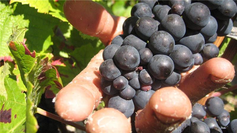 Prozess um „Weinlese der Schande“ startet in Frankreich Die Weinlese in der Champagne ist Handarbeit. (Archivbild)