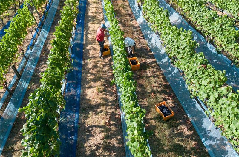 Weinlese in Deutschland zum größten Teil beendet Die Weinlese ist in Deutschland weitgehend beendet.