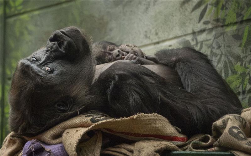 Die Westliche Flachlandgorilla-Dame Mjukuu kuschelt mit ihrem Baby.