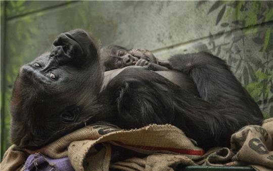 Die Westliche Flachlandgorilla-Dame Mjukuu kuschelt mit ihrem Baby.