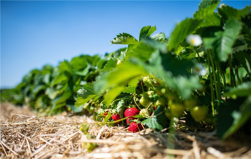 Beere, wem Beere gebührt! – Besuch im Schladener Hofladen Die Wetterverhältnisse müssen stimmen, damit Landwirte erfolgreich ernten können. Foto: dpa