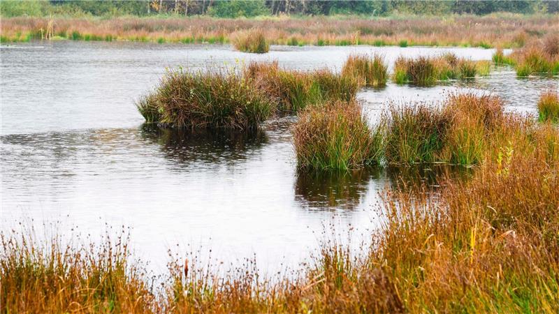 Geschäftsmodell Moor: Bund fördert Wiedervernässung Die Wiedervernässung von Mooren, wie hier in Schleswig-Holstein, soll Treibhausgase im Boden halten. (Archivbild)