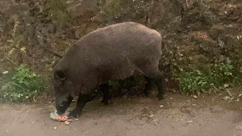 Wildschweinproblem: Landkreis will erst einmal Fakten sammeln Die Wildschweine finden in und rund um St. Andreasberg ausreichend Nahrung. Mit verschiedenen Aktionen wollen die Verantwortlichen nun versuchen, die Bergstadt unattraktiv für das Schwarzwild zu machen.