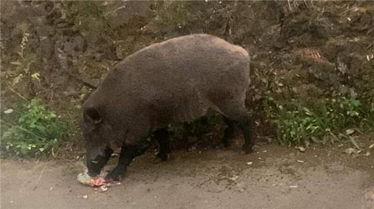Die Wildschweine finden in und rund um St. Andreasberg ausreichend Nahrung. Mit verschiedenen Aktionen wollen die Verantwortlichen nun versuchen, die Bergstadt unattraktiv für das Schwarzwild zu machen.